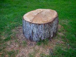 How Our Tree Care Process Works  in  La Plata, NM