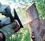 Best Commercial Tree Services  in La Plata, NM