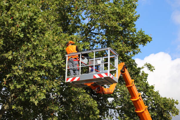 Best Weed Control  in La Plata, NM