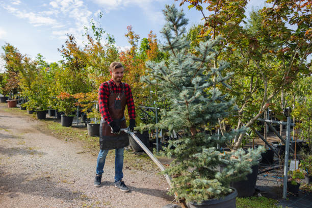 Best Emergency Tree Removal  in La Plata, NM